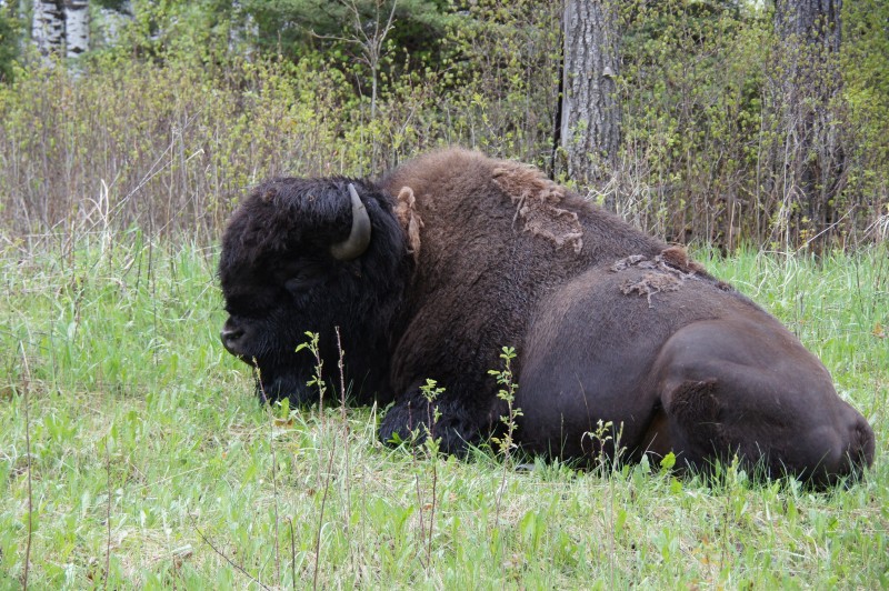 Bisonin Riding Mountain National Park in the Canadian Province Manitoba