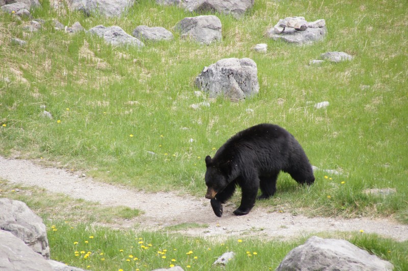 Schwarzbären sind in Kanadas Wildnis häufig zu sehen, allerdings mit Vorteil aus der Ferne. Hier streift einer durch die Wiesen an der Strasse durch den Jasper National Park